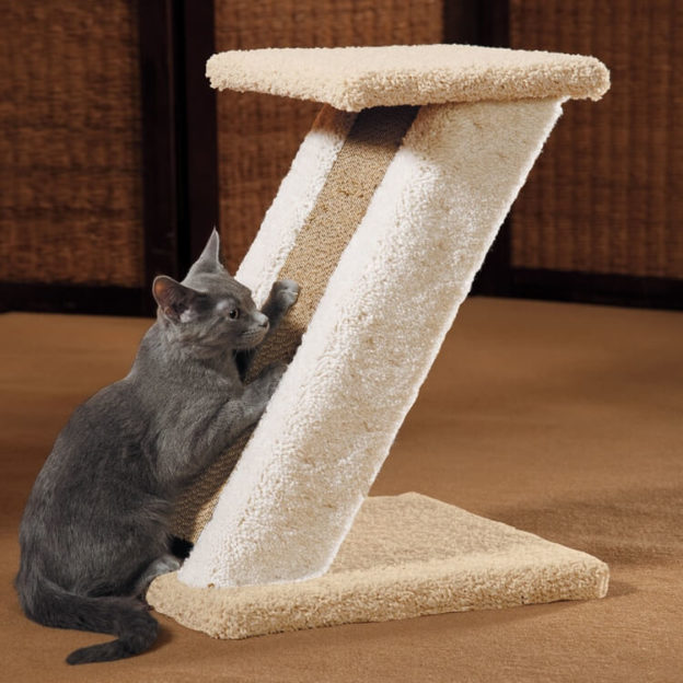 Are Cats Really “Untrainable”? Here’s How to Train a Cat!