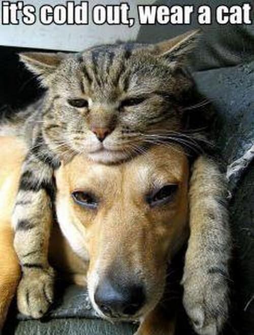 Top 50 Dog And Cat Memes Can Dog And Cat Be Friends 