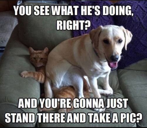 Top 50 Dog And Cat Memes Can Dog And Cat Be Friends 