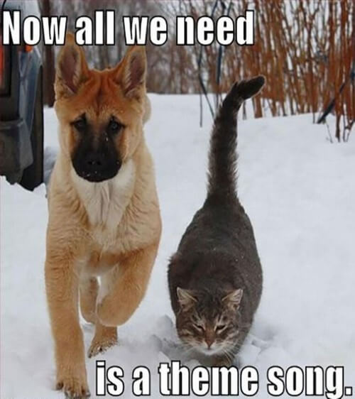 Top 50 Dog And Cat Memes Can Dog And Cat Be Friends 