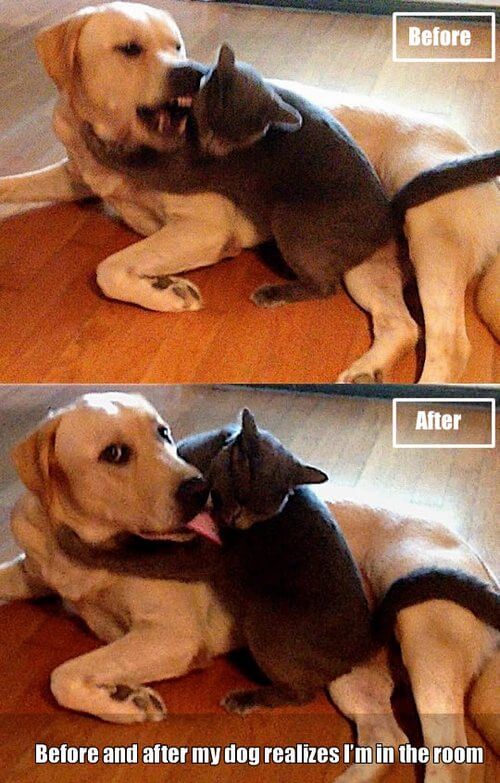 Top 50 Dog And Cat Memes Can Dog And Cat Be Friends 