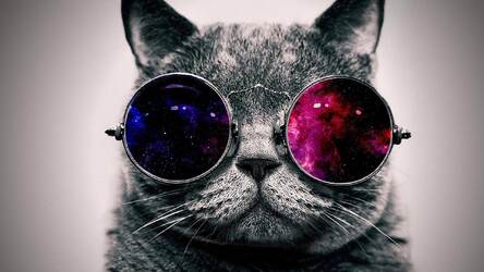 Cute Cats Kittens Wallpaper Hd Cat Themes Hd Wallpapers Backgrounds