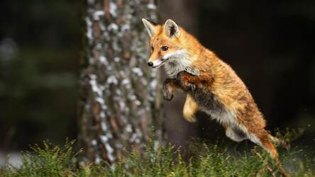 Fox Wallpaper Hd New Tab Cute Foxes Themes Hd Wallpapers