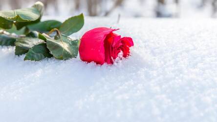 Iphone Frozen Rose Wallpaper