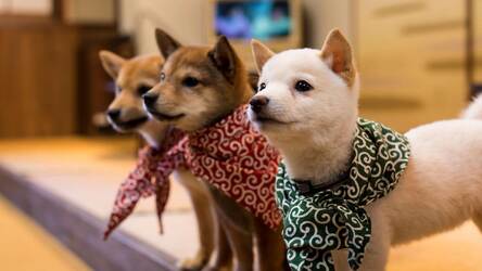 Shiba Inu Hd Wallpapers New Tab Themes Hd Wallpapers