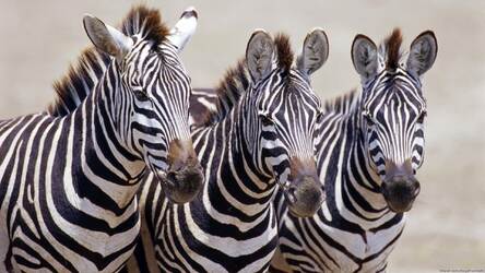 Zebra Wallpaper Hd Zebras New Tab Themes Hd Wallpapers Backgrounds