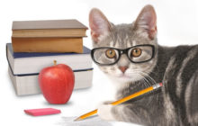Are Cats Really “Untrainable”? Here’s How to Train a Cat!