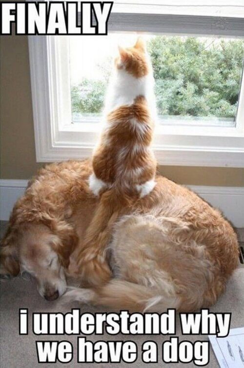 Top 50 Dog And Cat Memes Can Dog And Cat Be Friends 