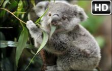 Koala Bear Custom New Tab