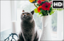 British Shorthair Cat Wallpaper HD British Shorthair Cats New Tab