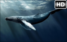 Whale Wallpaper HD Whales New Tab