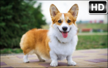 Welsh Corgi Wallpaper HD Welsh Corgis New Tab