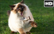Cat and Mouse Wallpaper HD Cat and Rat New Tab