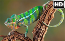 Chameleon Wallpaper HD Chameleons New Tab