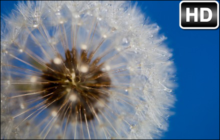 Dandelion Wallpaper HD Dandelions New Tab