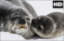 Seal Wallpaper Seals New Tab
