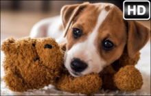 Jack Russell Terrier Wallpaper HD Jack Russell Terrier Dog New Tab