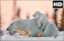 Polar Bear Wallpaper HD Polar Bears New Tab