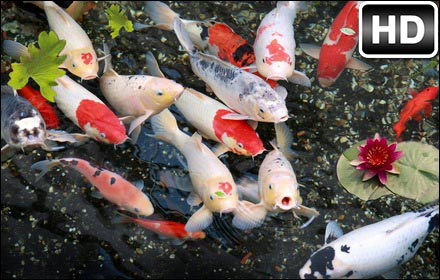 Koi Fish Wallpaper HD Koi Fishes New Tab - HD Wallpapers & Backgrounds