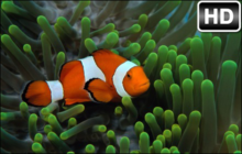 Clownfish Wallpaper HD Clownfish New Tab