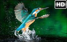 Kingfisher Wallpaper HD Kingfishers New Tab