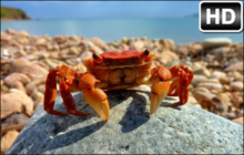 Crab Wallpaper HD Crabs New Tab