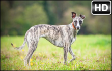 Greyhound Dog Wallpaper HD Greyhound Puppy New Tab