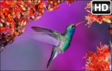 Hummingbird Wallpaper HD Hummingbirds New Tab