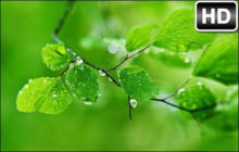 Green Wallpaper HD Green New Tab