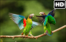 Parrot Wallpaper HD Parrots New Tab