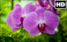 Orchid Wallpaper HD Orchids New Tab