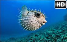Pufferfish Wallpaper HD Pufferfish New Tab