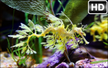 Sea Dragon Wallpaper HD Sea Dragons New Tab