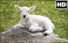 Sheep Wallpaper HD Sheeps New Tab
