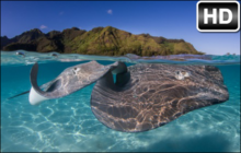 Stingray Wallpaper HD Stingrays New Tab