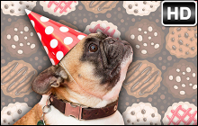Dog Silly Moments Wallpaper HD Silly Dog Moments Custom NewTab